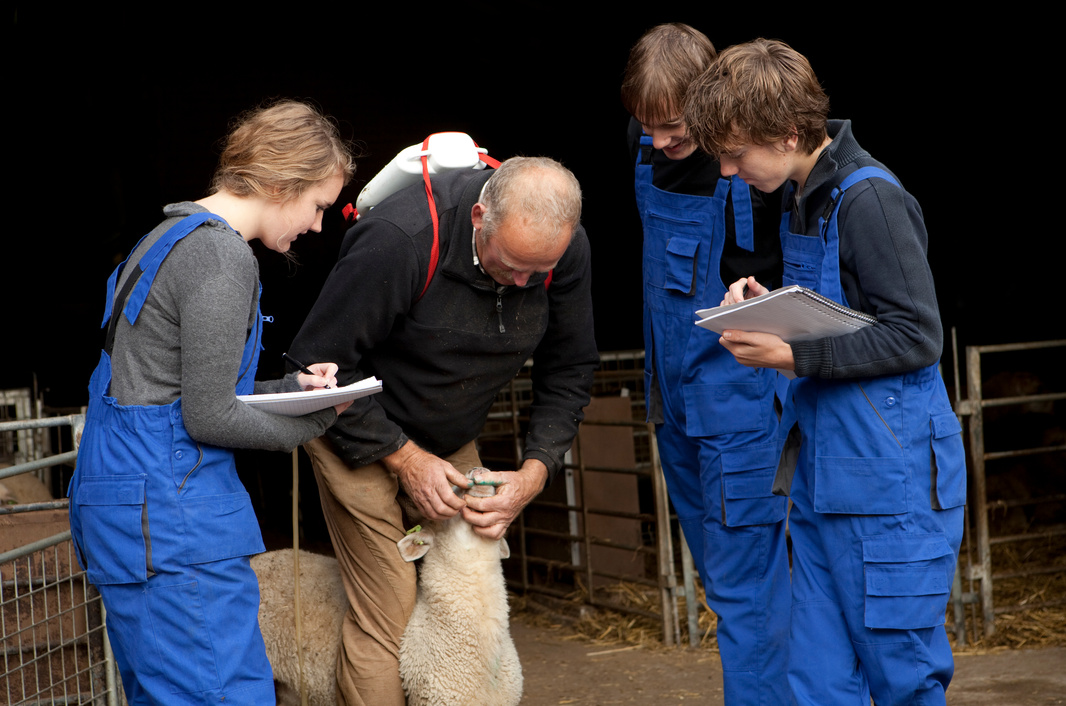 Trainee at farm