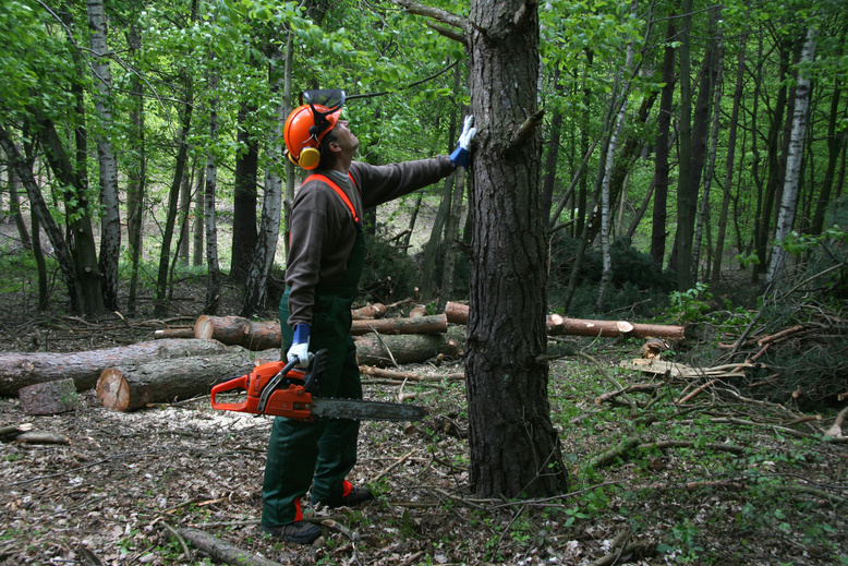 forestry worker
